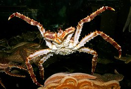 red-king-crab-79935__180